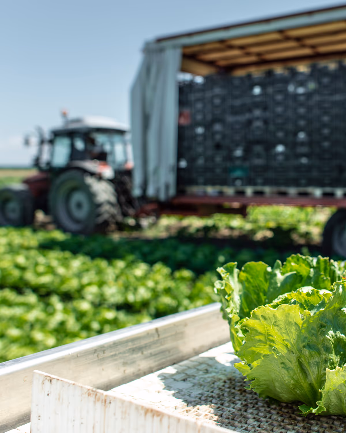 Farmer delivering recurring wholesale order to restaurant or grocer