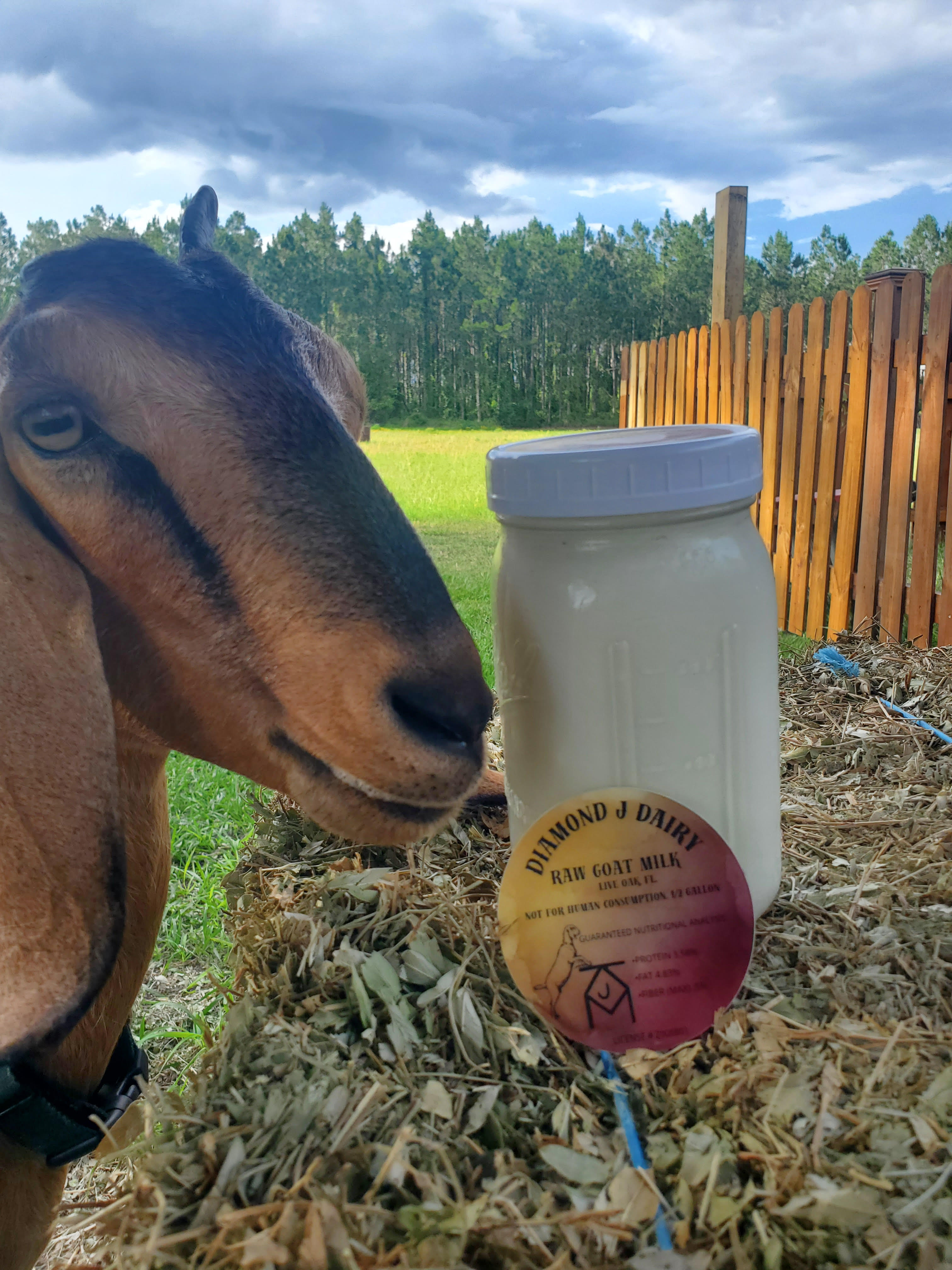Fresh goat milk in a glass jar beside a dairy goat on a small farm