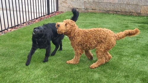 Two happy dogs, one black and one curly brown, playing on a clean, vibrant artificial turf lawn, showcasing a pet-safe and durable outdoor space.