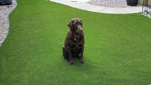 A chocolate Labrador sitting on a clean, well-maintained artificial turf lawn in a landscaped backyard.