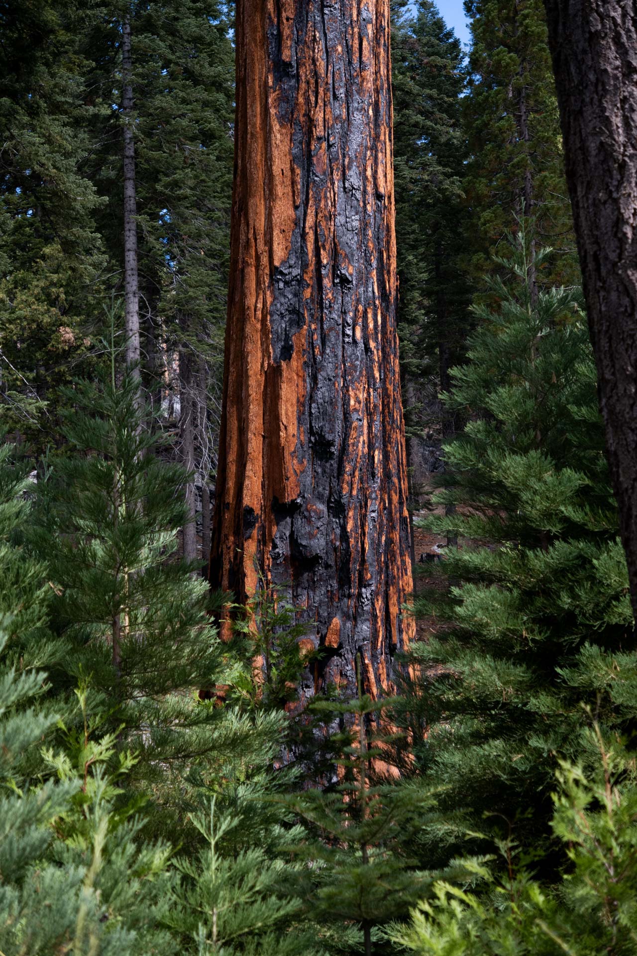 Trunk of a large tree with charred blackened bark surrounded by green pine trees in a forest.
