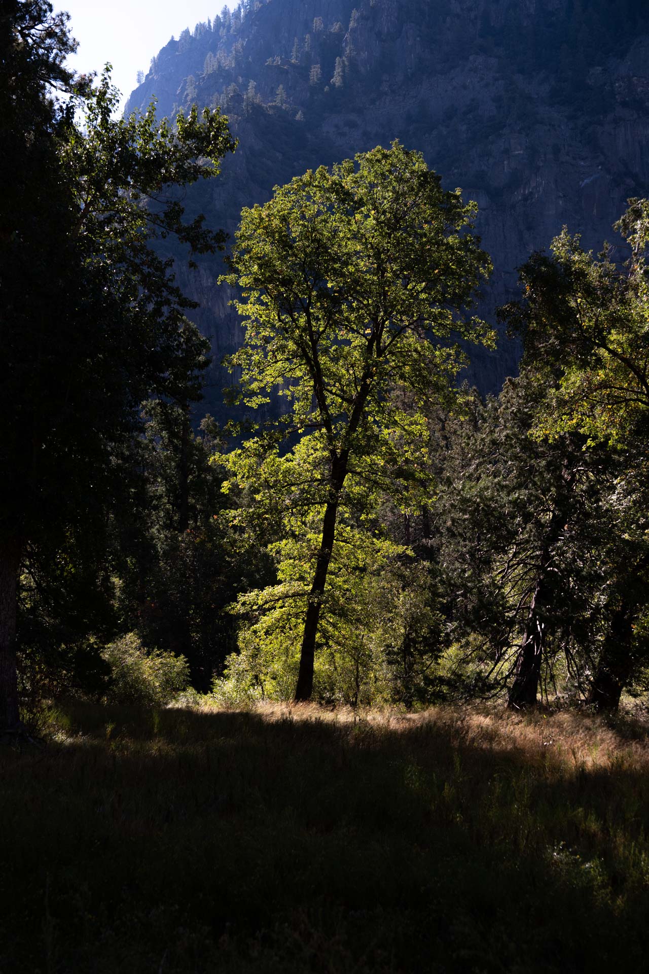 Sunlit tree with green leaves standing in a shaded forest clearing with mountain cliffs in the background.