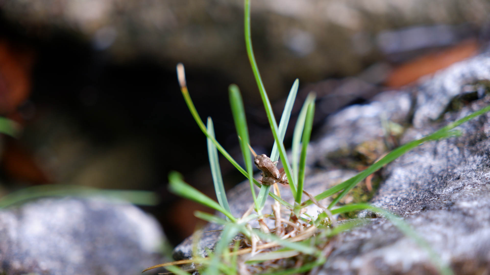 Tiny brown frog perched on green grass blades growing from rocky ground.