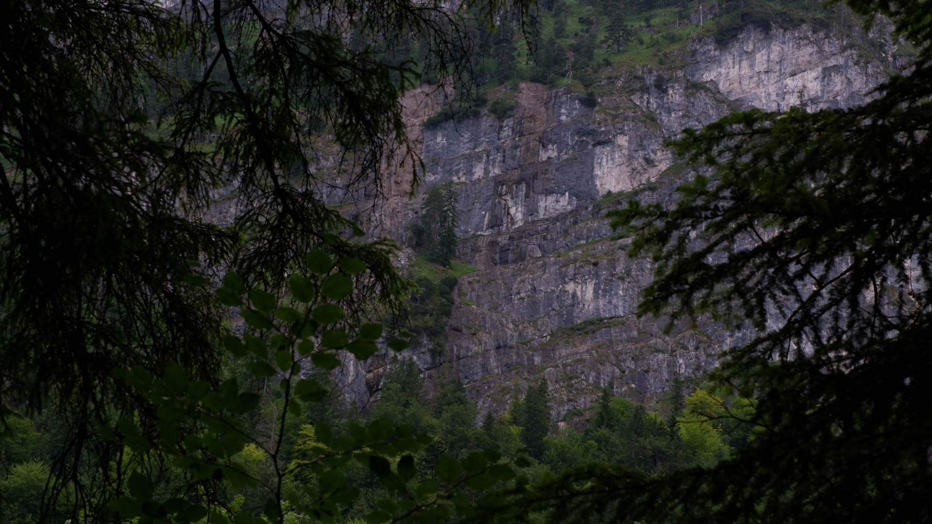 Rocky cliff face with scattered pine trees framed by dark tree branches in a forested area.