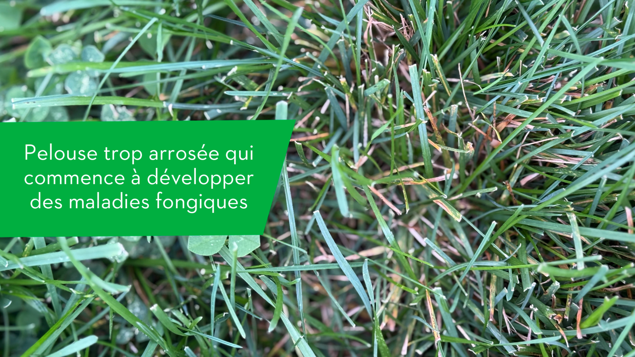 pelouse avec un début de maladies fongiques