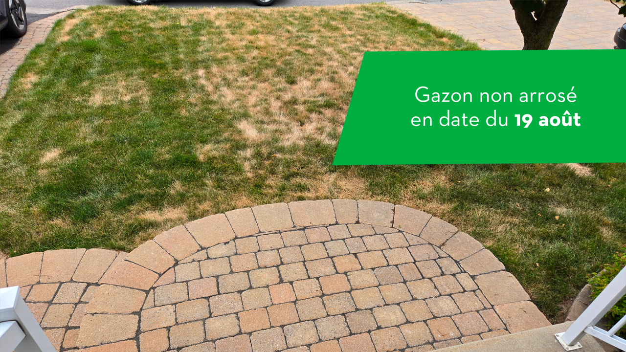 Pelouse non irrigué depuis plusieurs jours