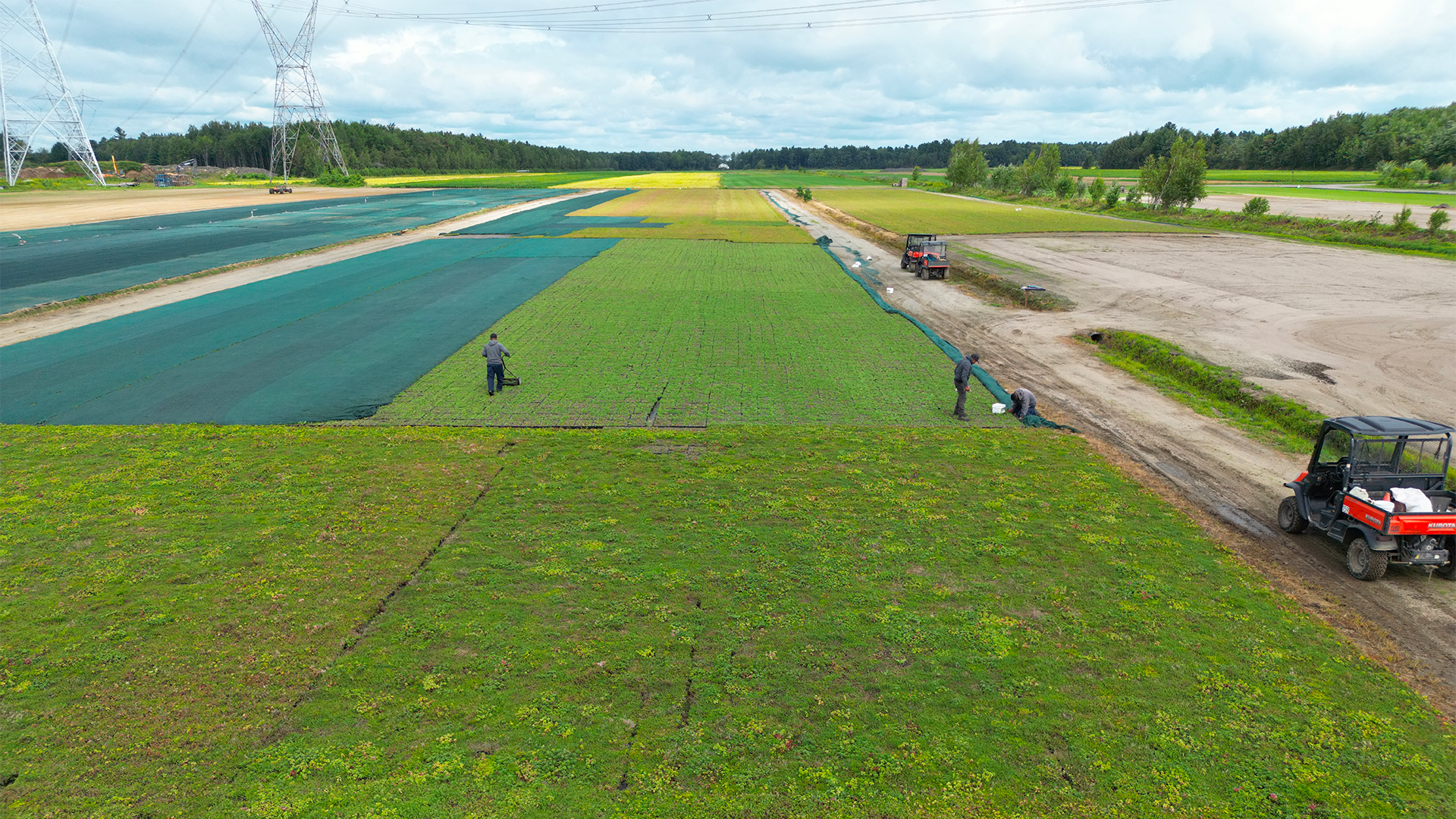 Panorama de la production de bacs de sedum Hydropacks