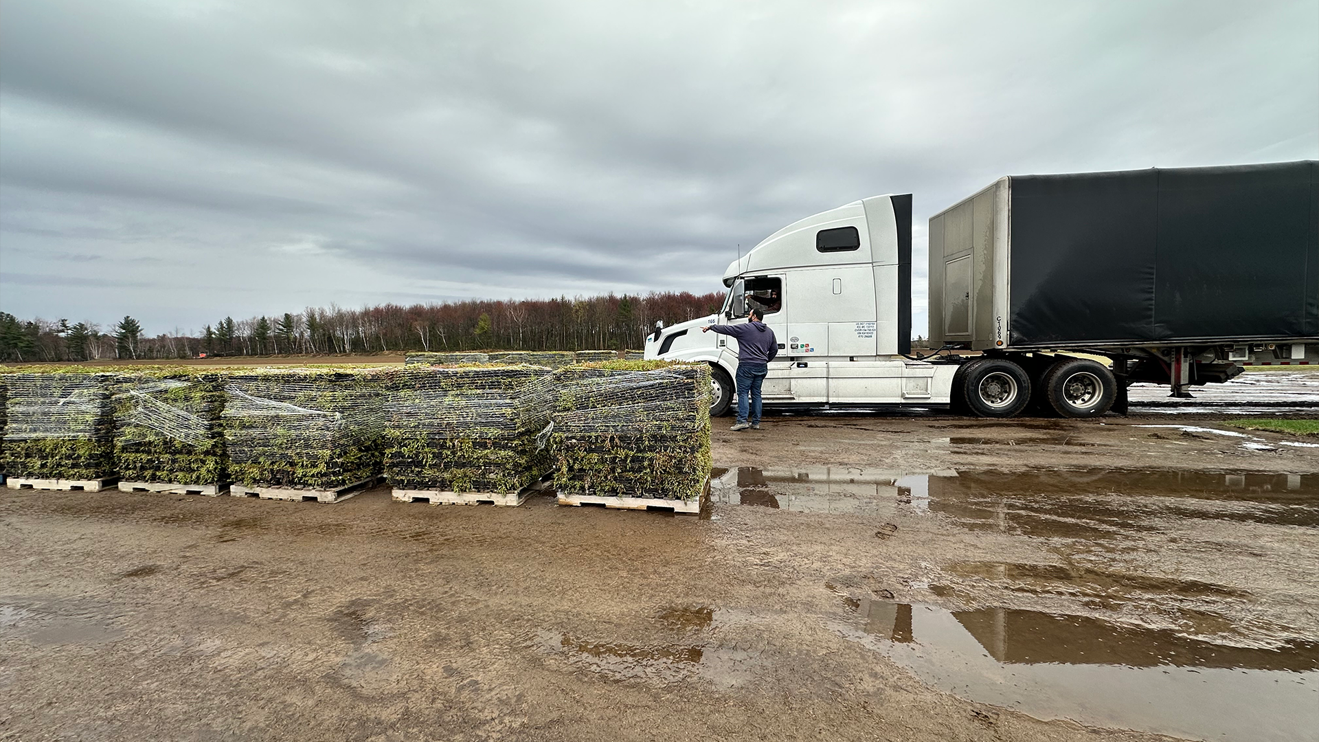 Livraison de palettes de bacs de sedum Hydropacks