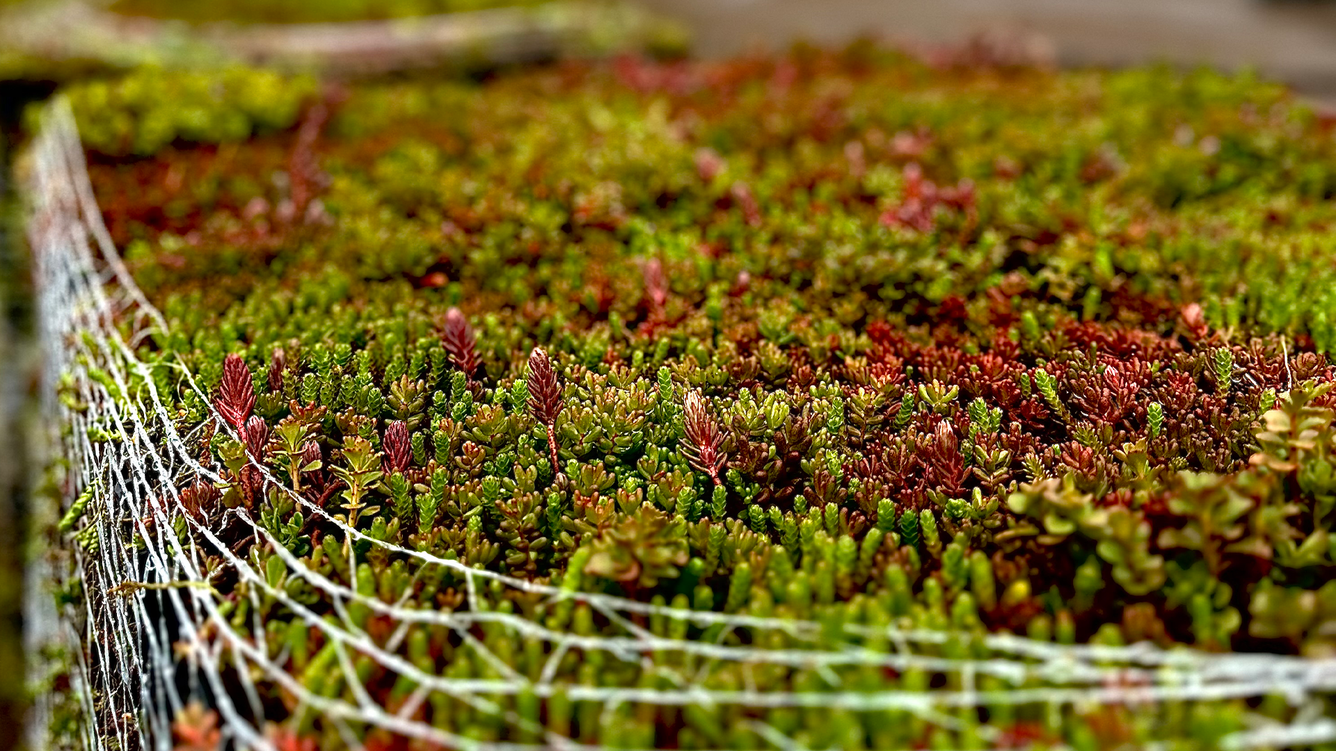 Vue rapprochée de la culture de sedum 