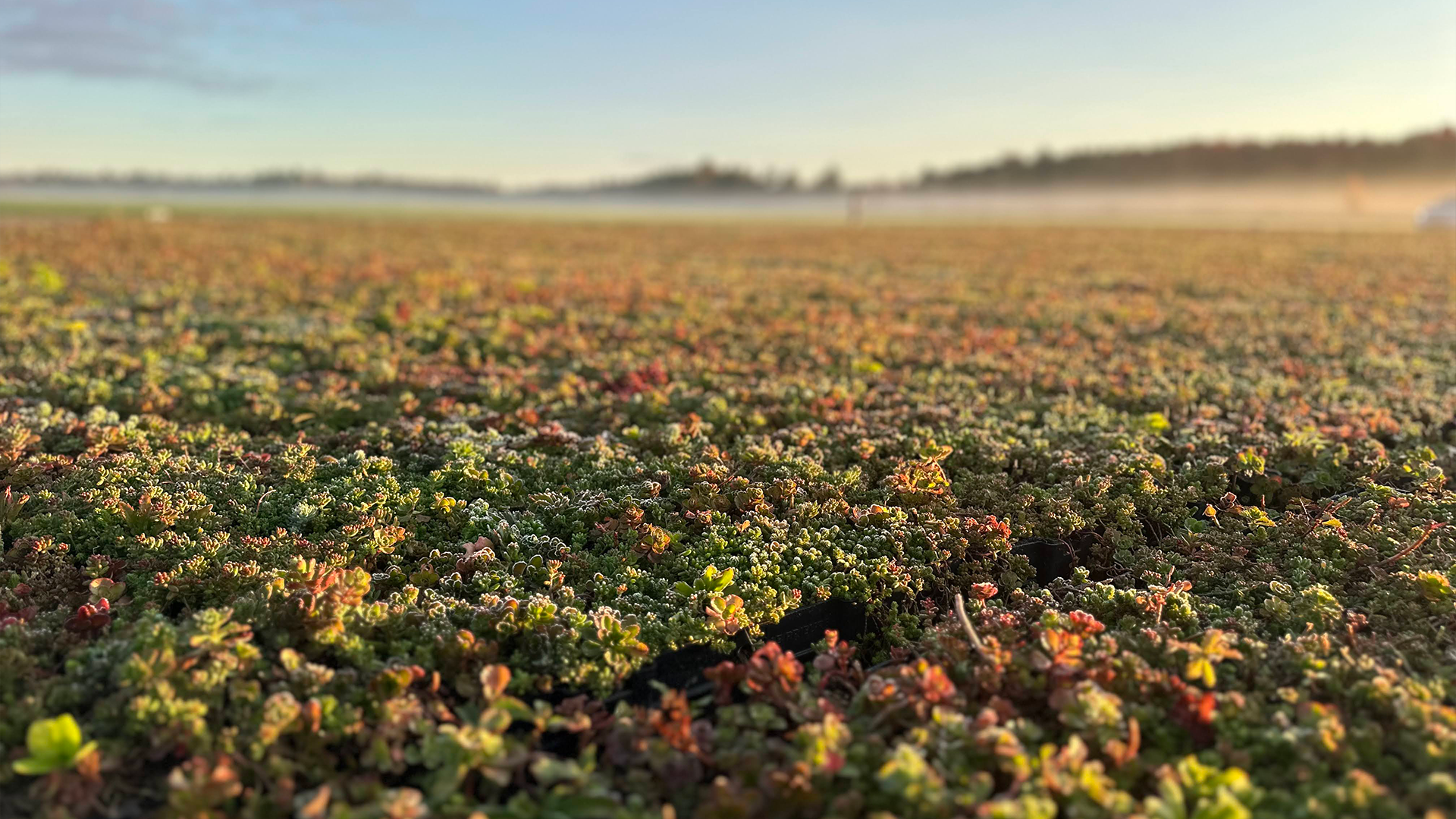 Vue rapprochée des champs de sedum 