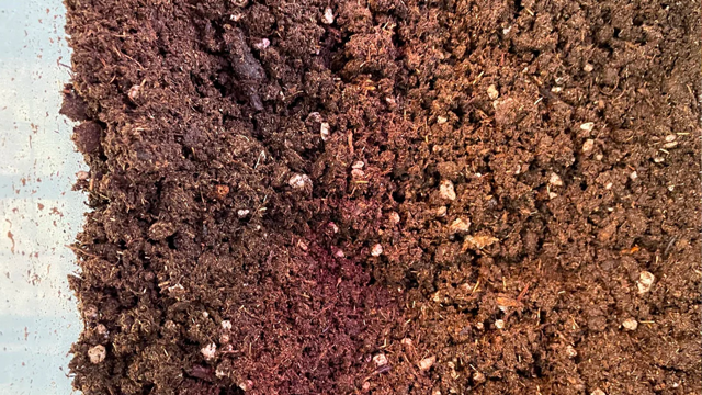 vue rapprochée d'un exemple de substrat de croissance