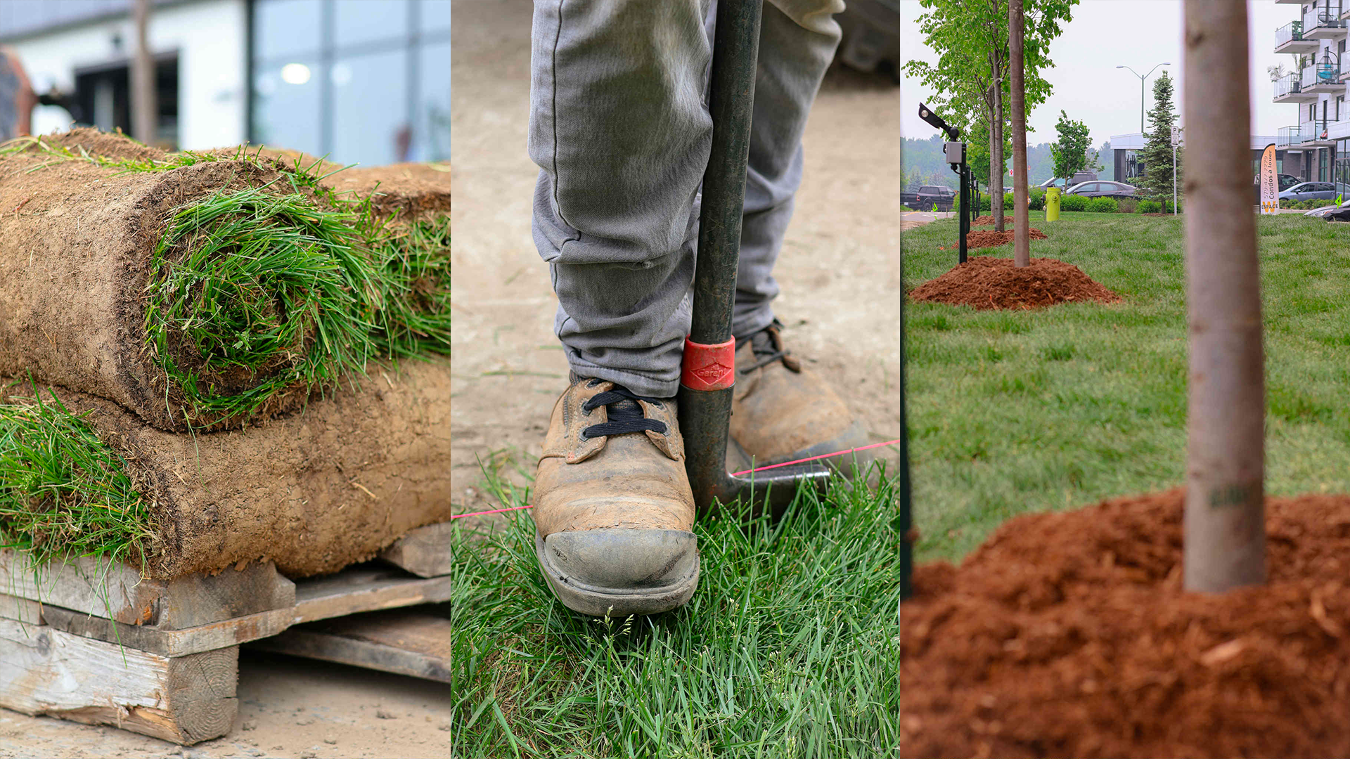 gazon sous différentes formes