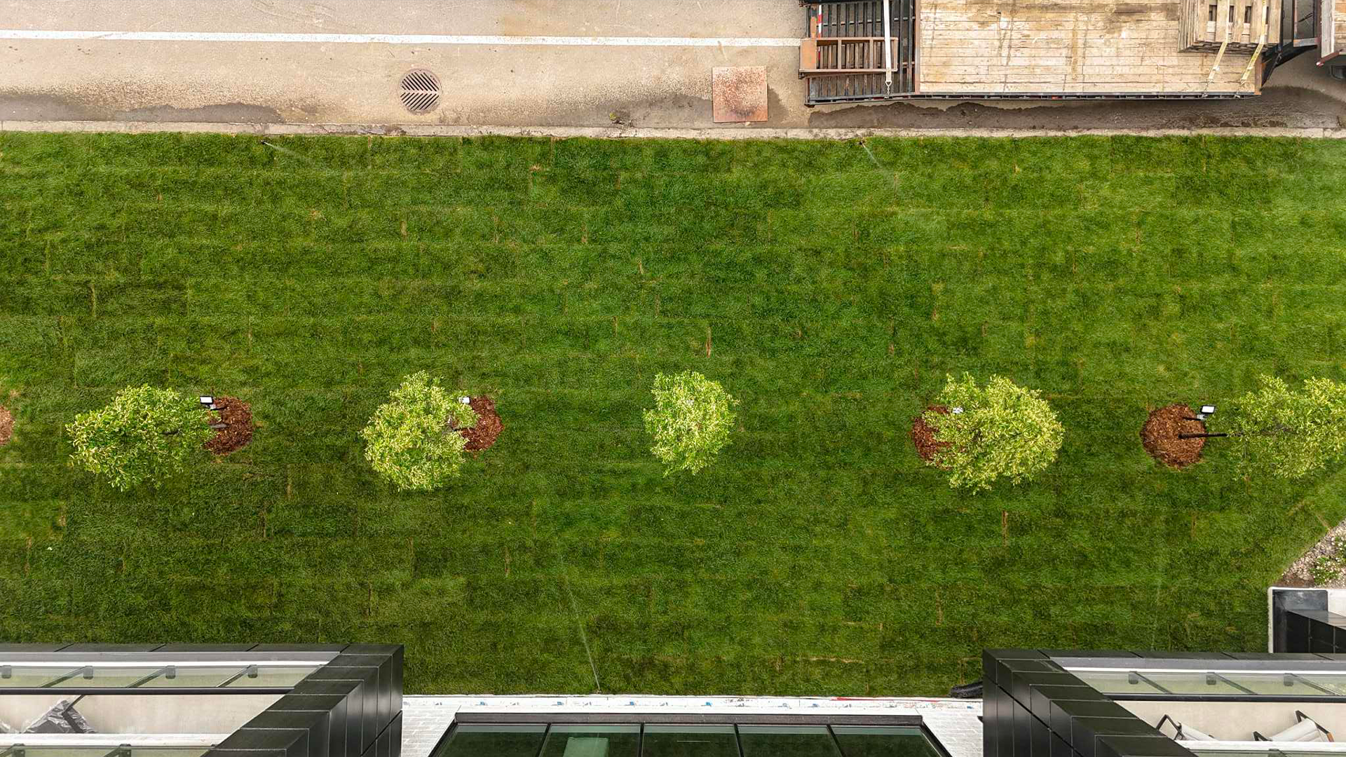 installation gazon et arbres