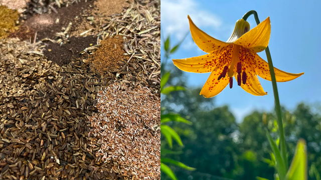 Mélange de semences indigènes et floraison