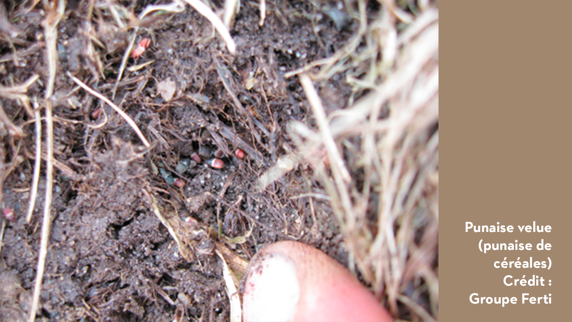 punaises velues dans le sol