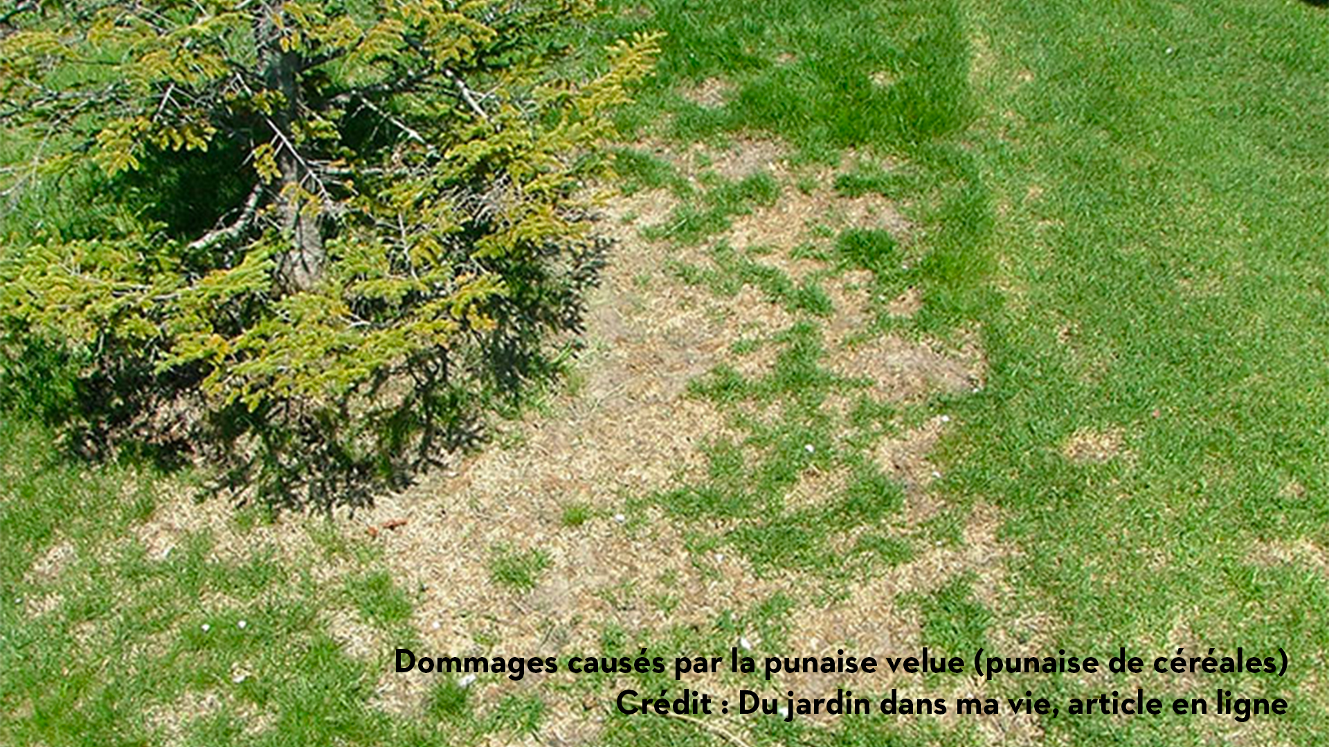 Dommages dans une pelouse causés par la punaise velue
