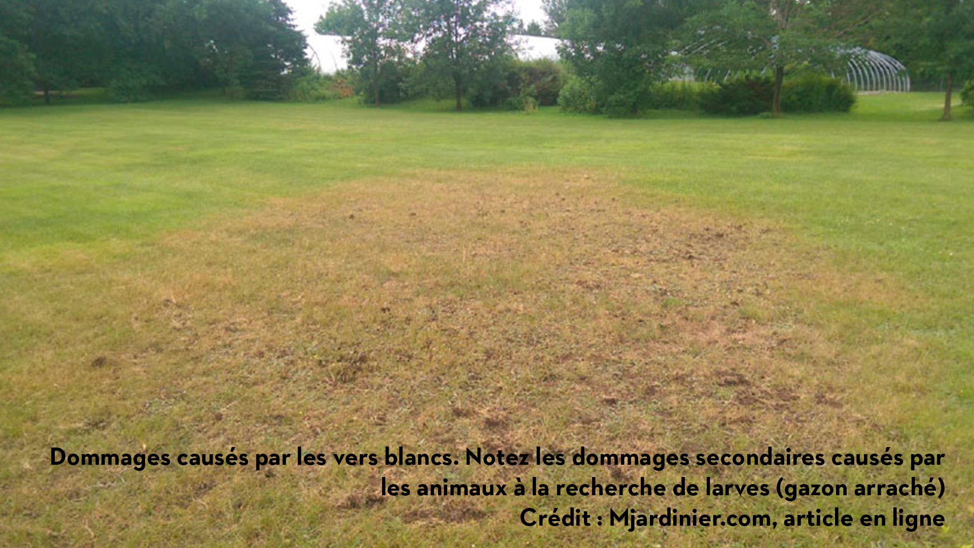 Dommages causés par les vers blancs. Notez les dommages secondaires causés par les animaux à la recherche de larves (gazon arraché)