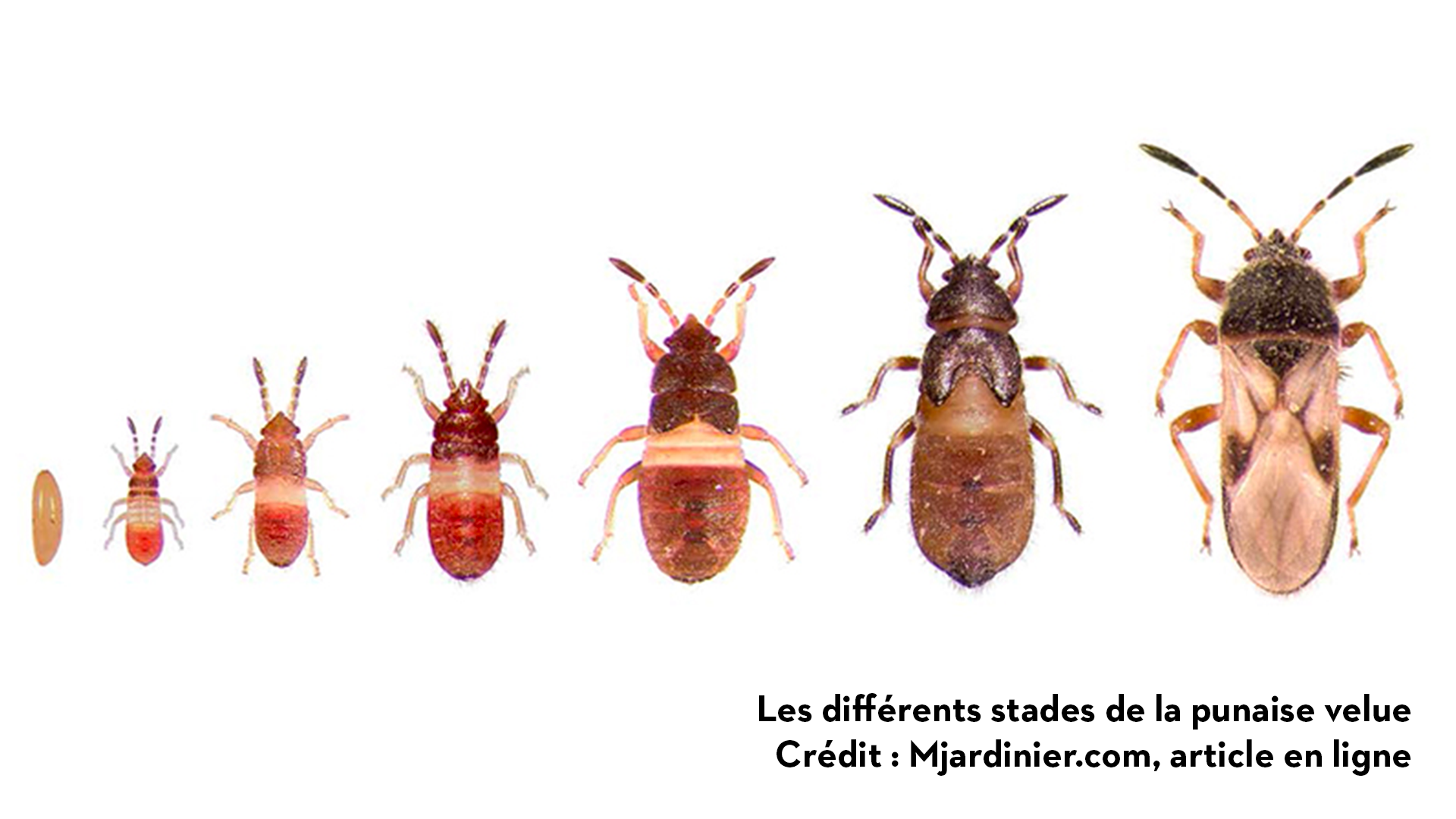 Les différents stades de la punaise velue
