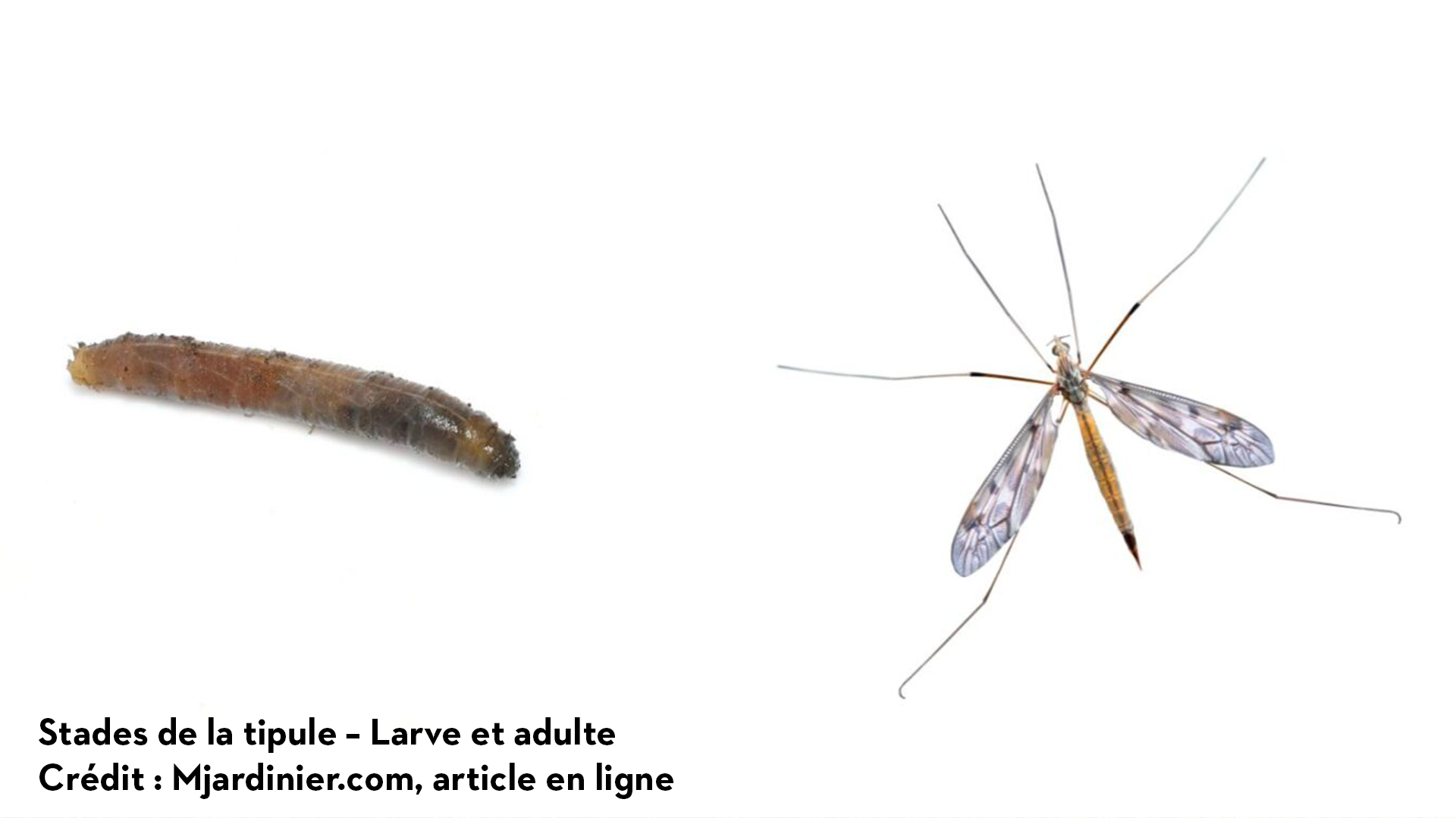 Stades de la tipule – Larve et adulte