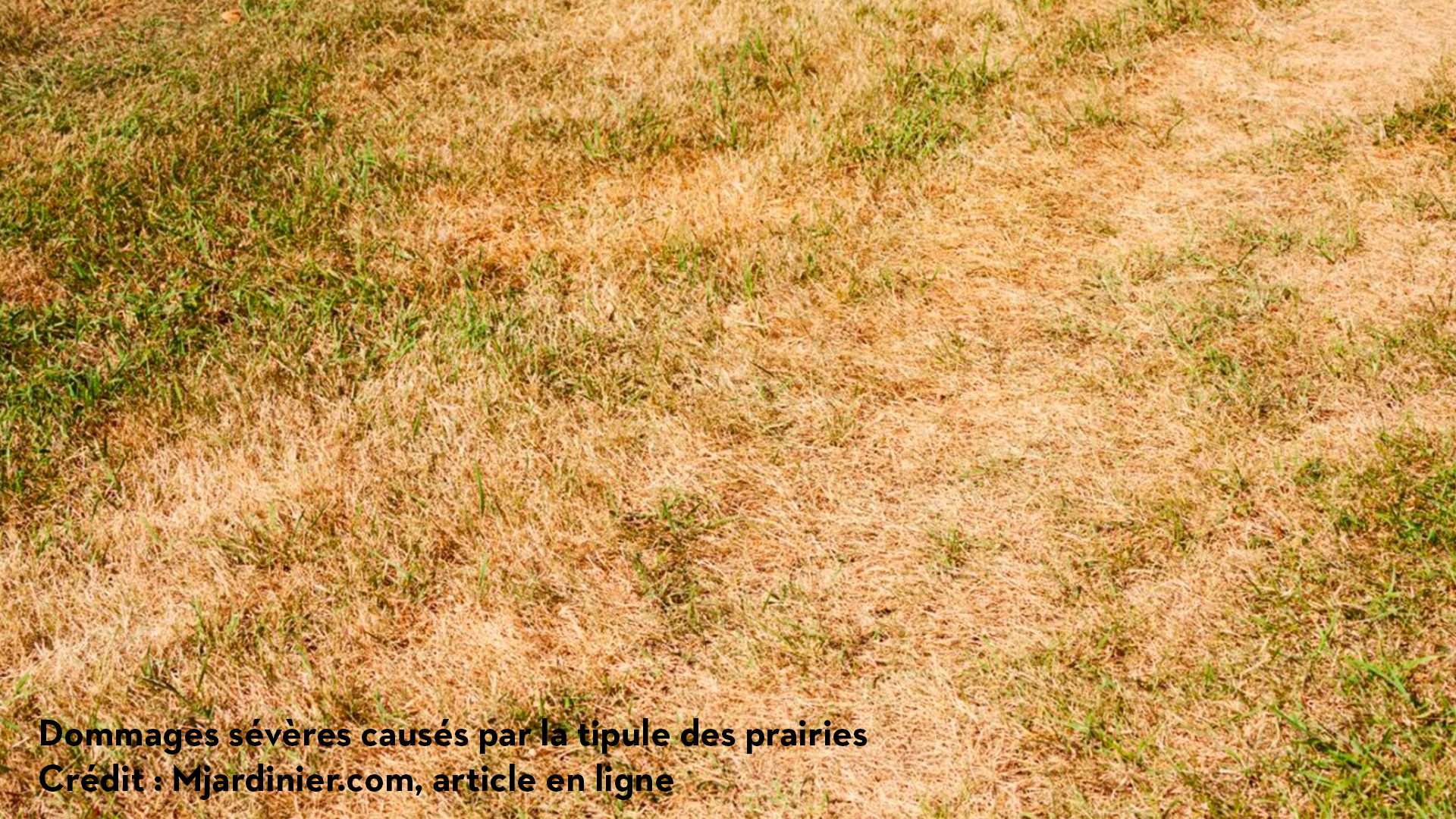 Dommages sévères causés par la tipule des prairies