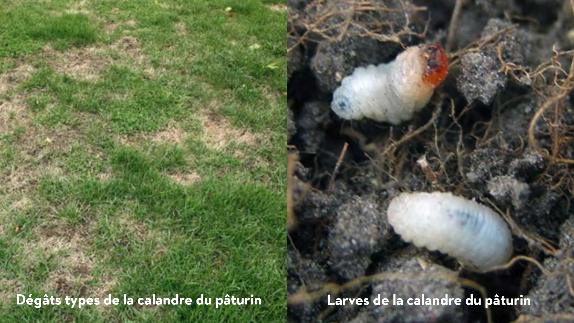 dommages causés par la calandre et exemples des larves