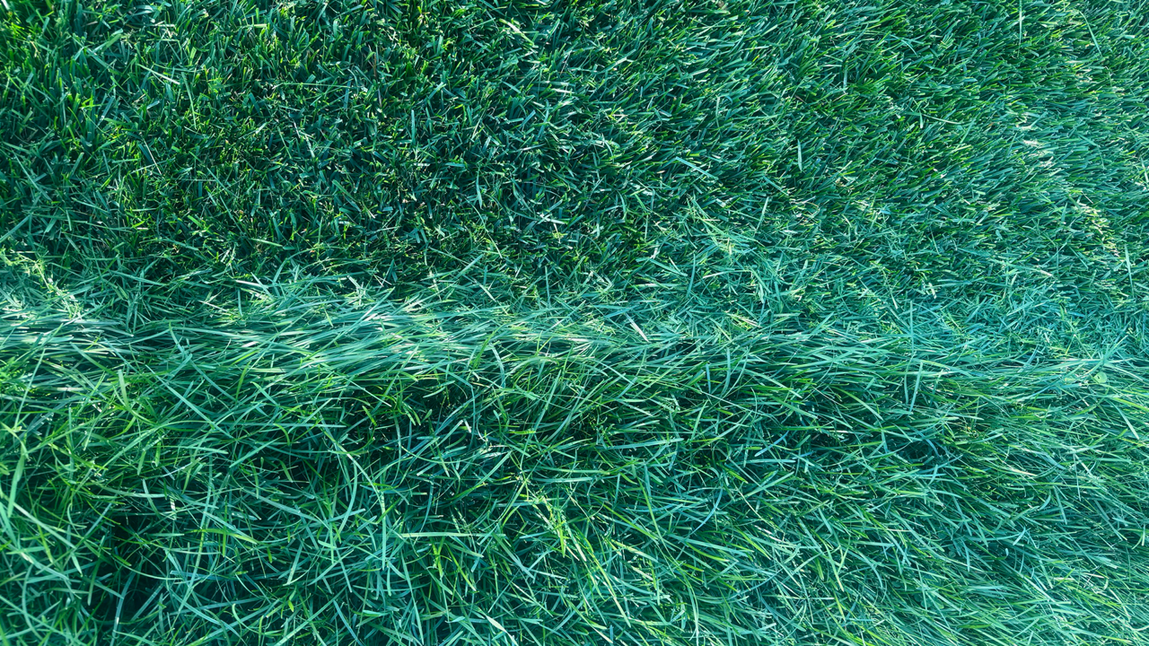 Gazon fraîchement coupé