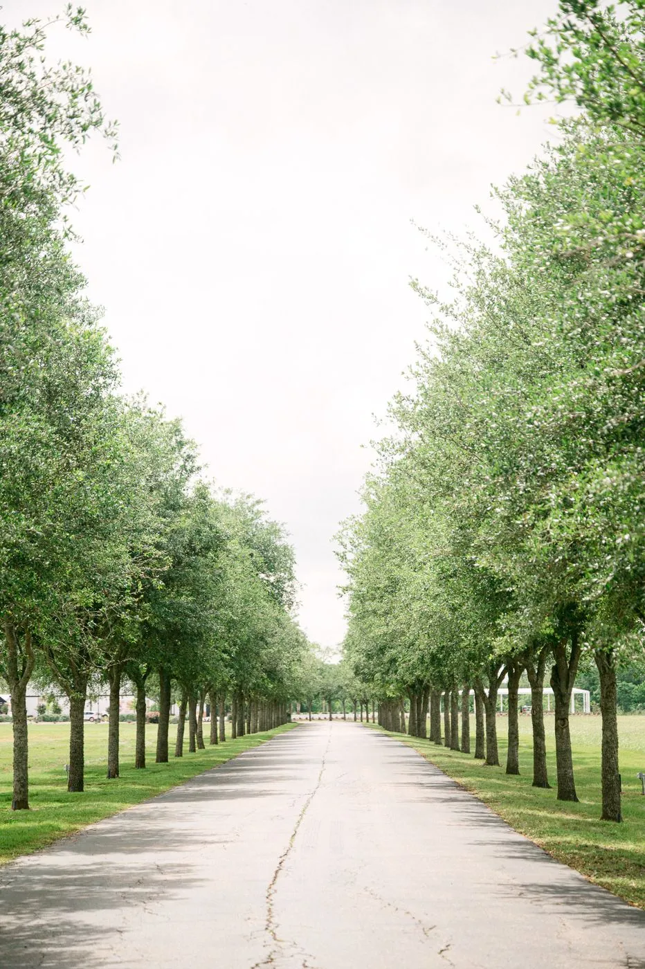 Long paved driveway lined on both sides with young oak trees