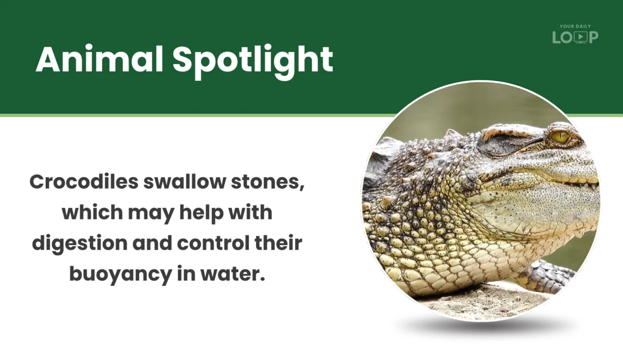 Animal Spotlight sample screen with a crocodile fact