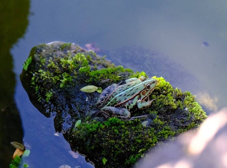 a green tree on a body of water