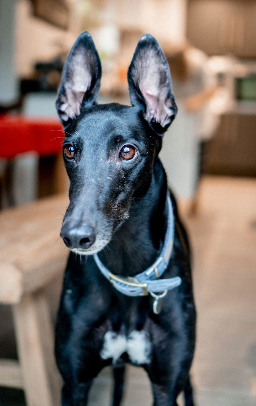 black short coated dog with blue collar