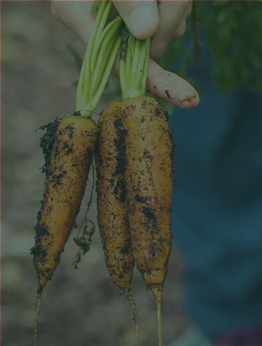 Ripe