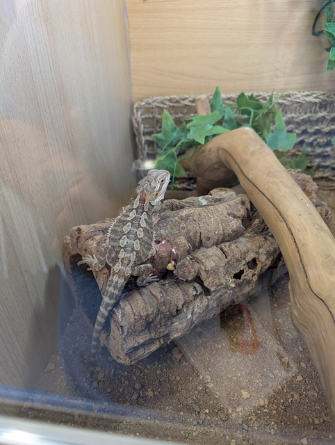 Paws, Claws & Progress: Small Animal Care Expands at Brogdale Farm