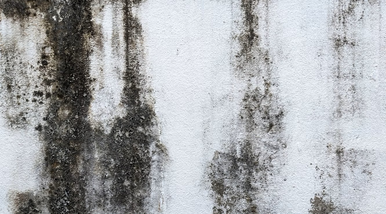 mildew on a wall