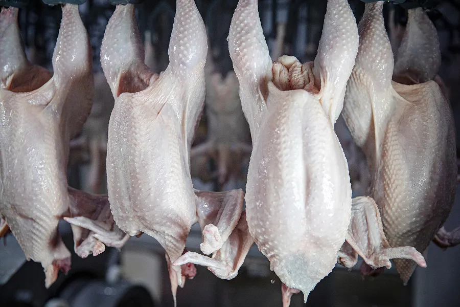 chicken ready to be processed