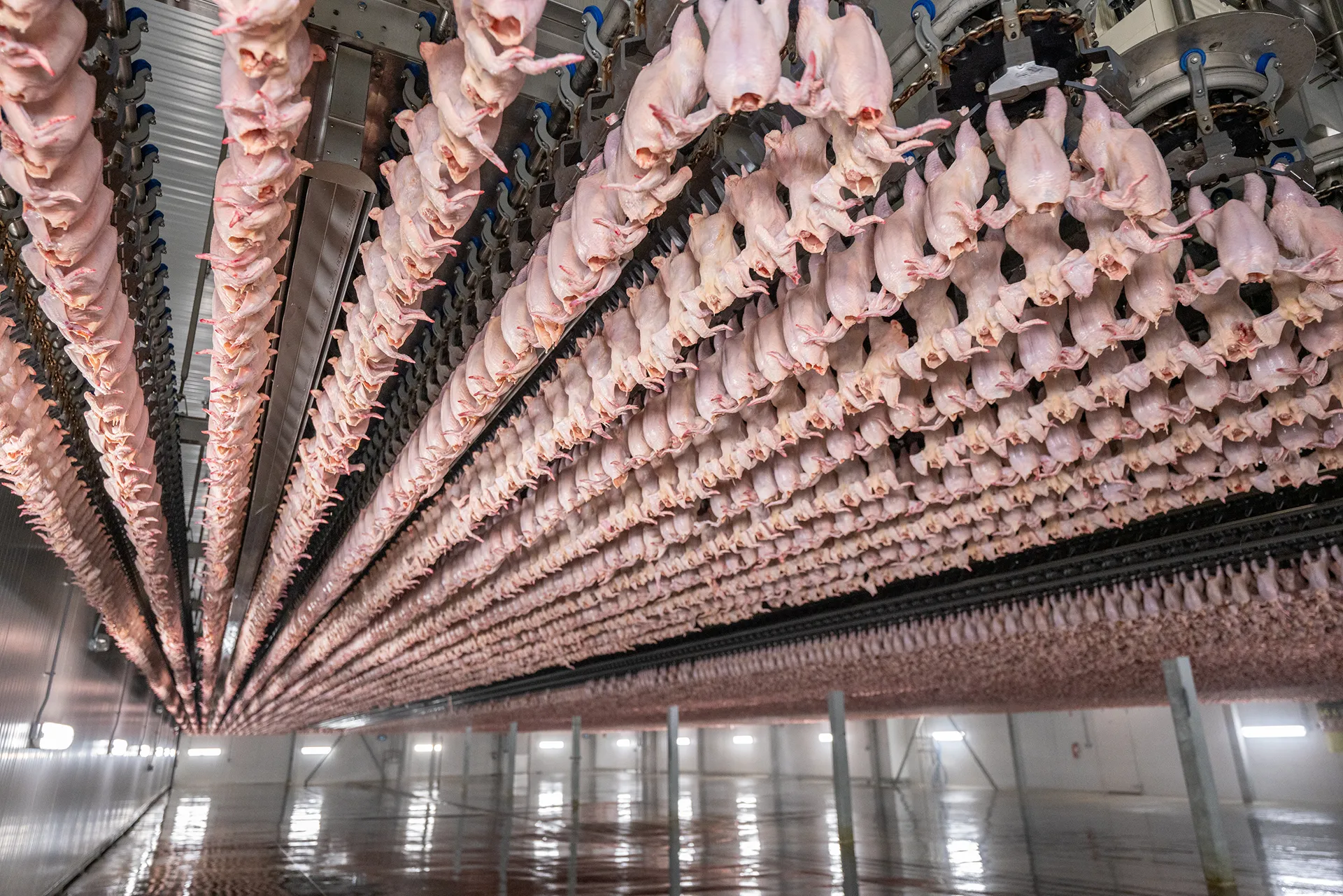 Poultry Processors