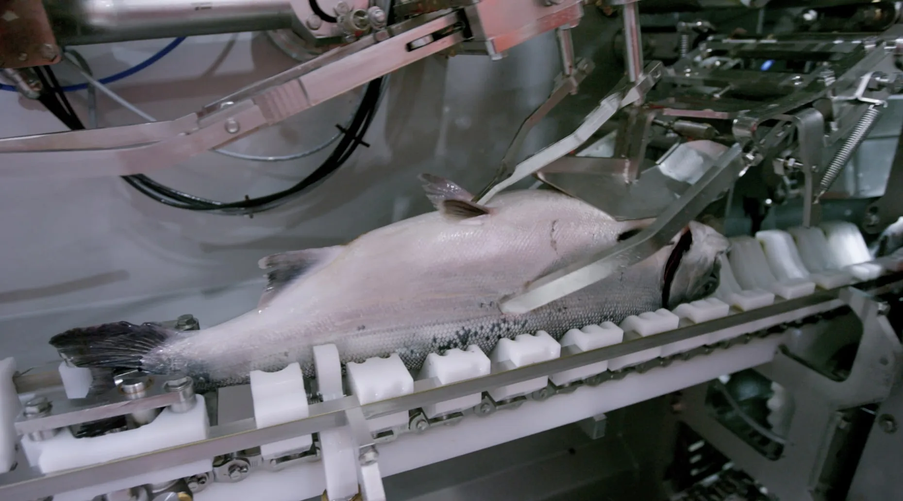 BAADER Processing Machine for Fish