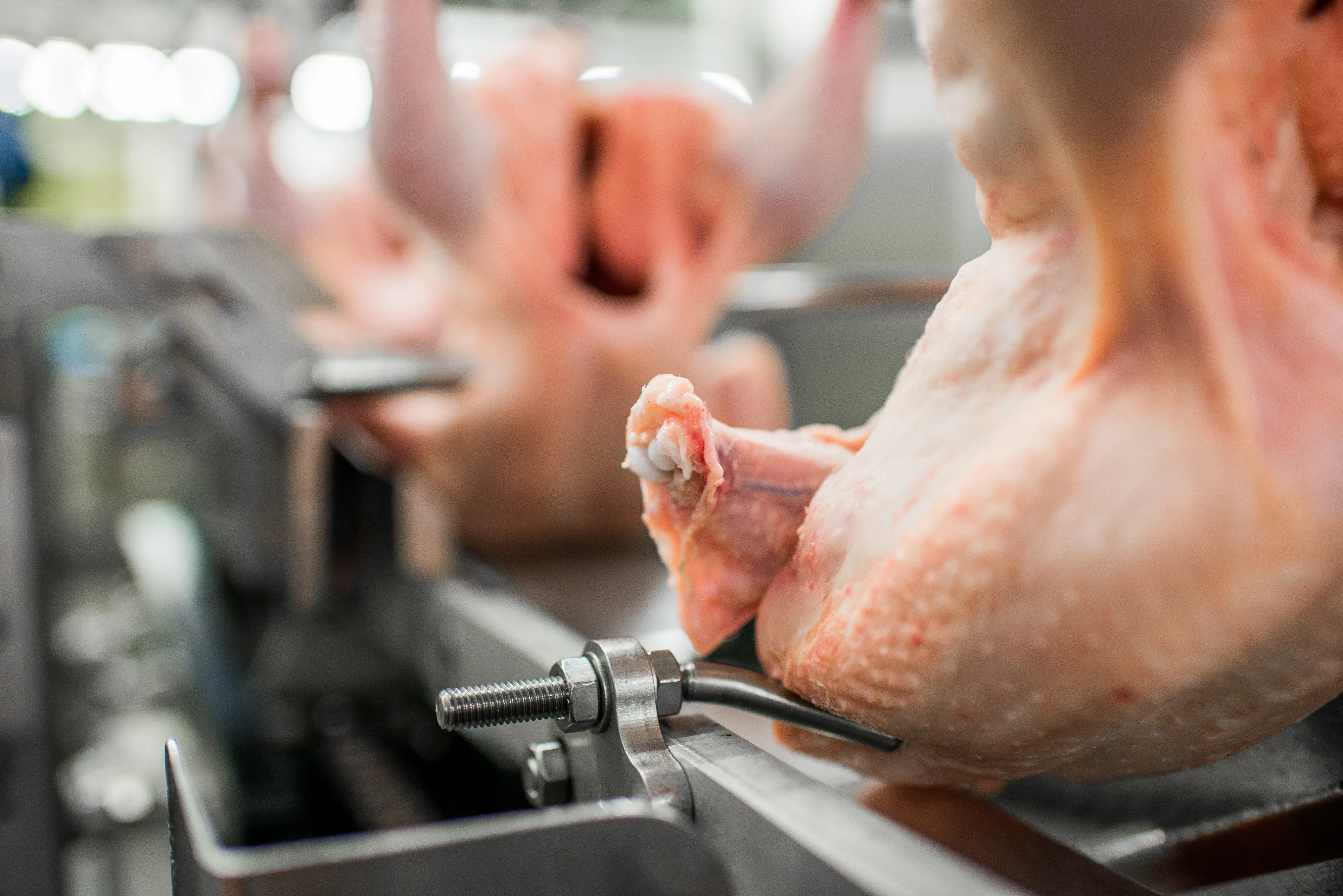 Baader mid wing cutter machine, a close up shot