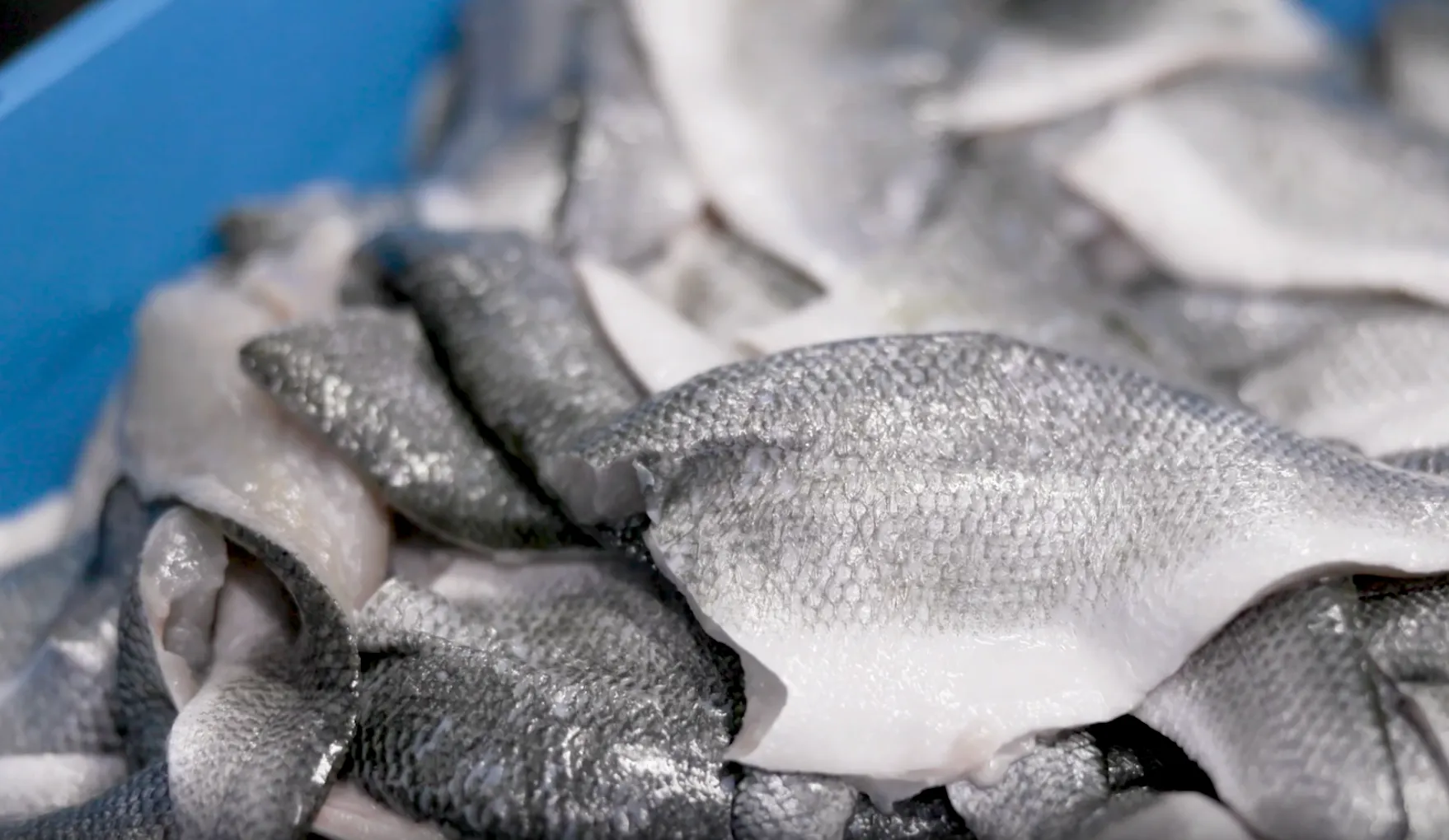 Close-up of raw fish skin pieces with scales, piled together in a blue container.