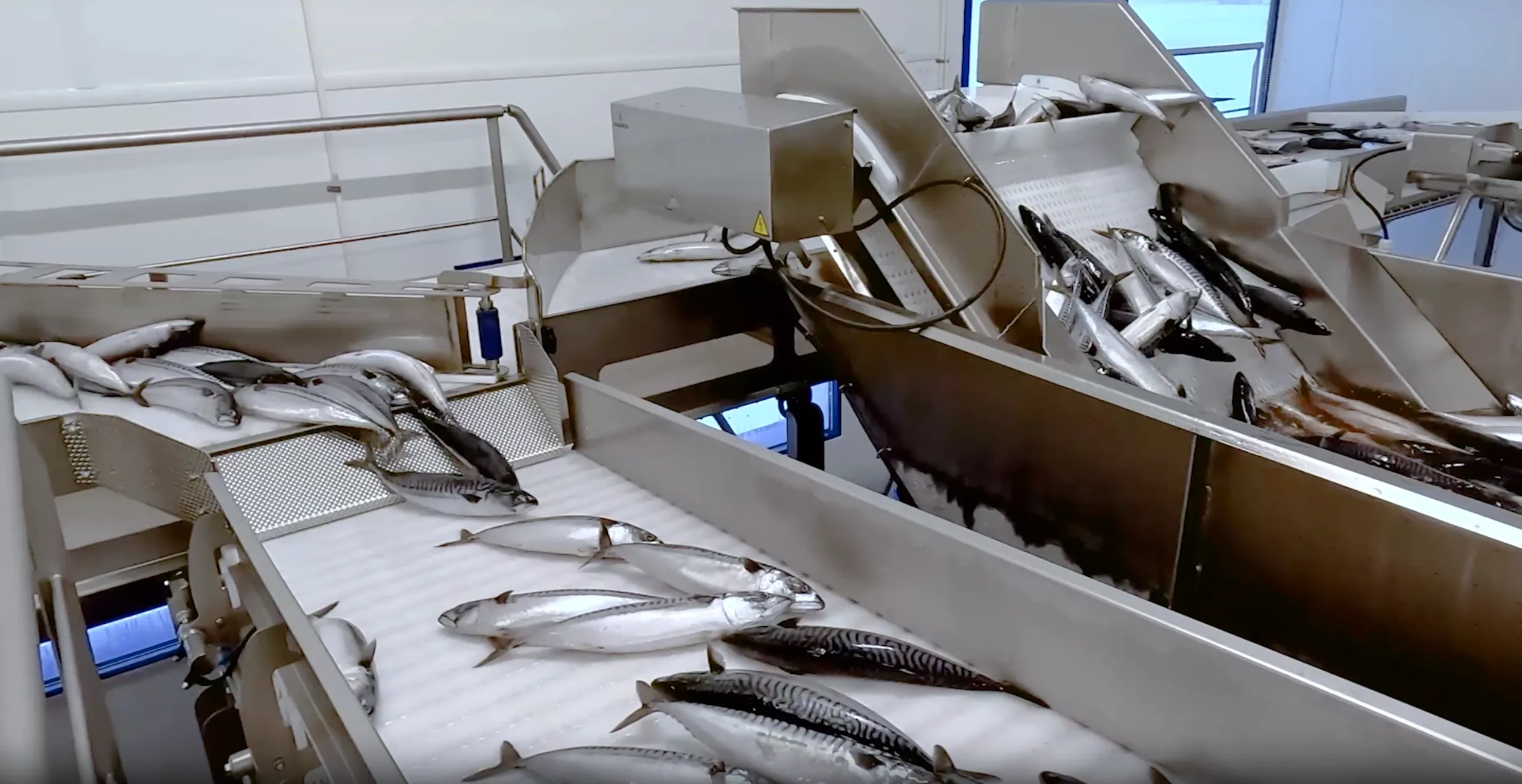 Fresh mackerel fish being processed and transported on stainless steel conveyor belts in a seafood facility.
