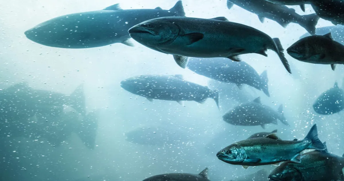 fish swarm in the ocean