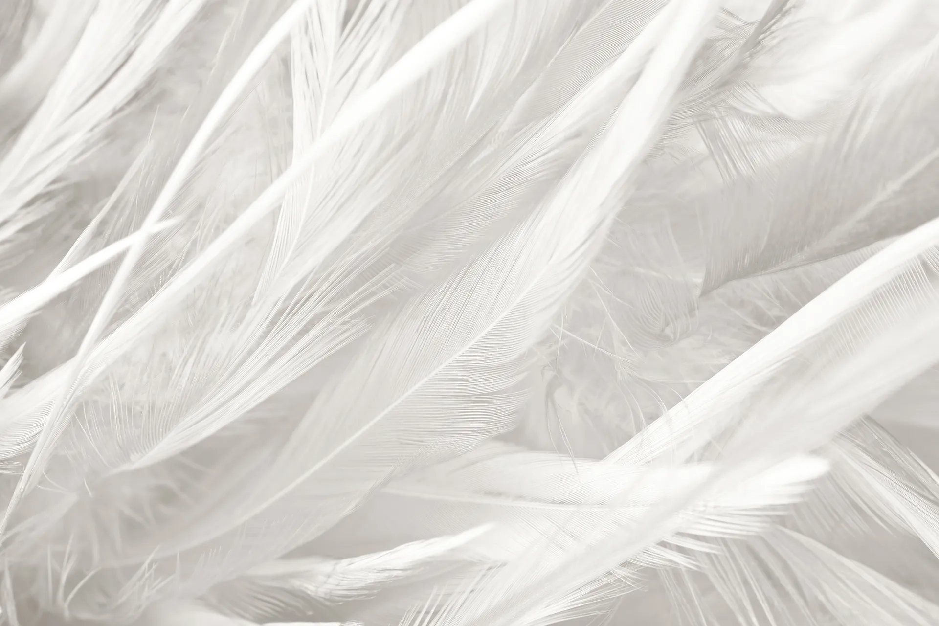 Close-up of soft, delicate white feathers overlapping each other.