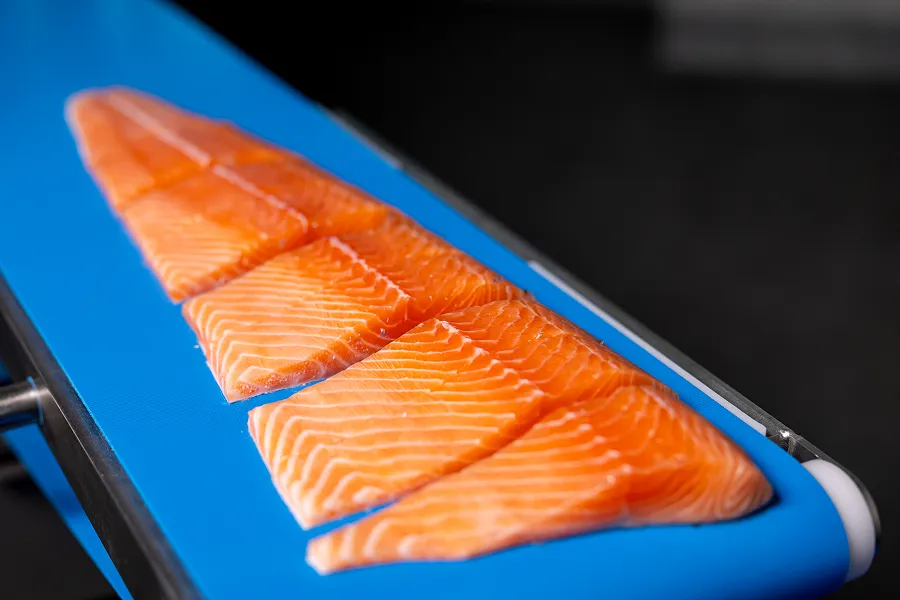Sliced fresh salmon fillets arranged on a blue conveyor belt.