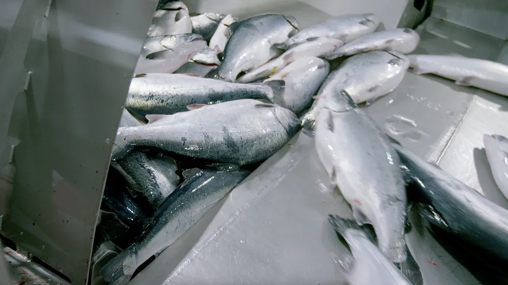 A pile of freshly caught silver fish, likely coho salmon, lying on a metal surface inside a fishing or processing boat.