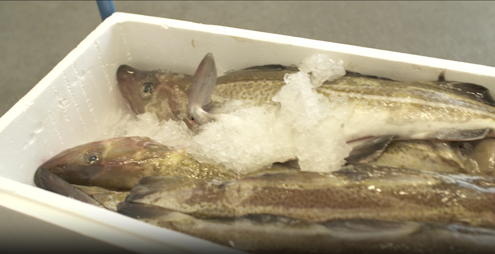 Cods in Cod filleting machine