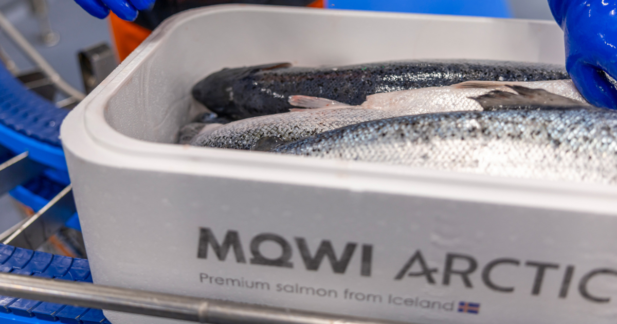 Fresh whole salmon fish in a container labeled 'MOWI ARCTIC Premium salmon from Iceland' with a person wearing blue gloves handling the fish.