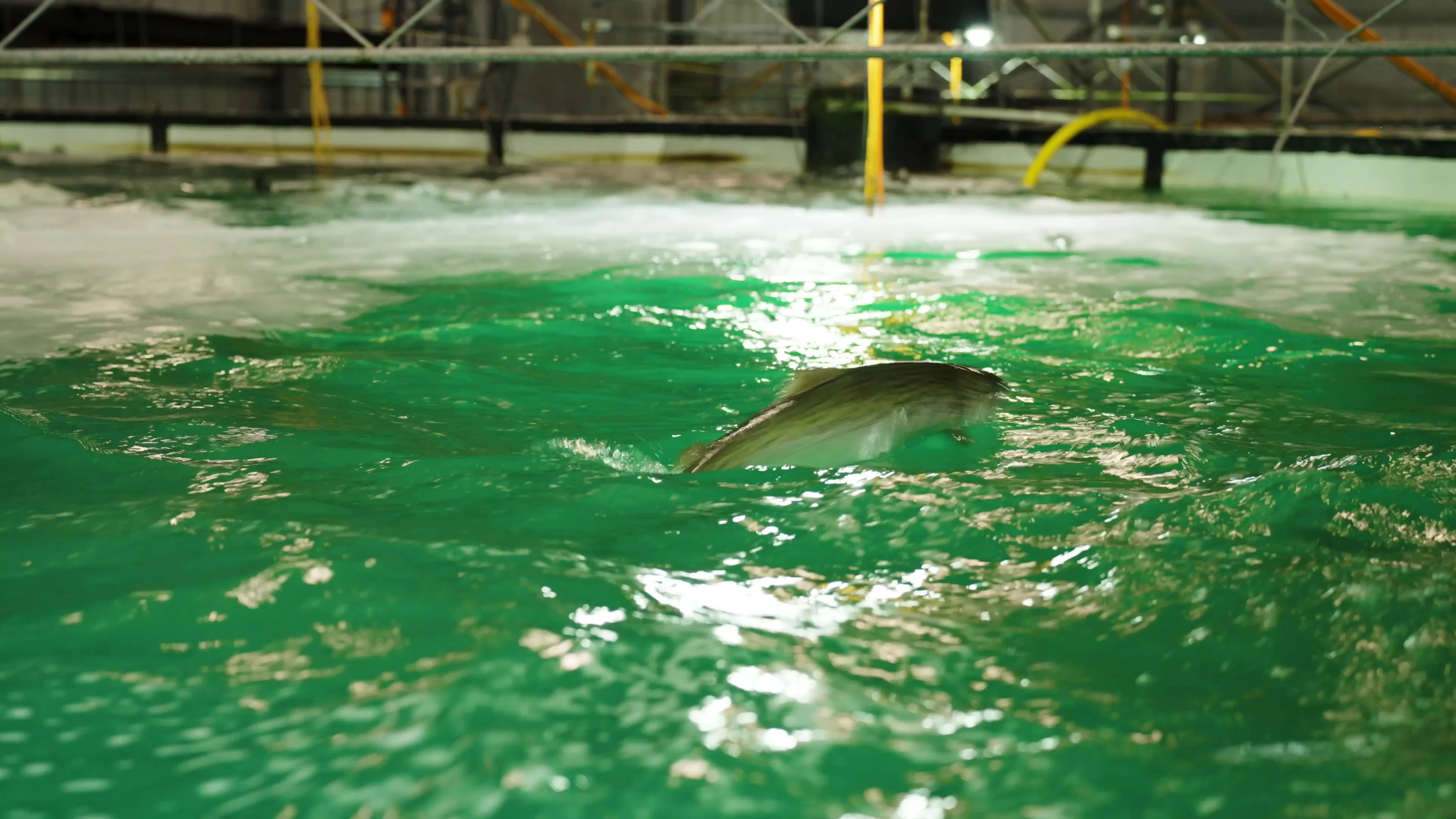 Salmon swimming in a recirculating aquaculture system with green water and aerobic bubbling.