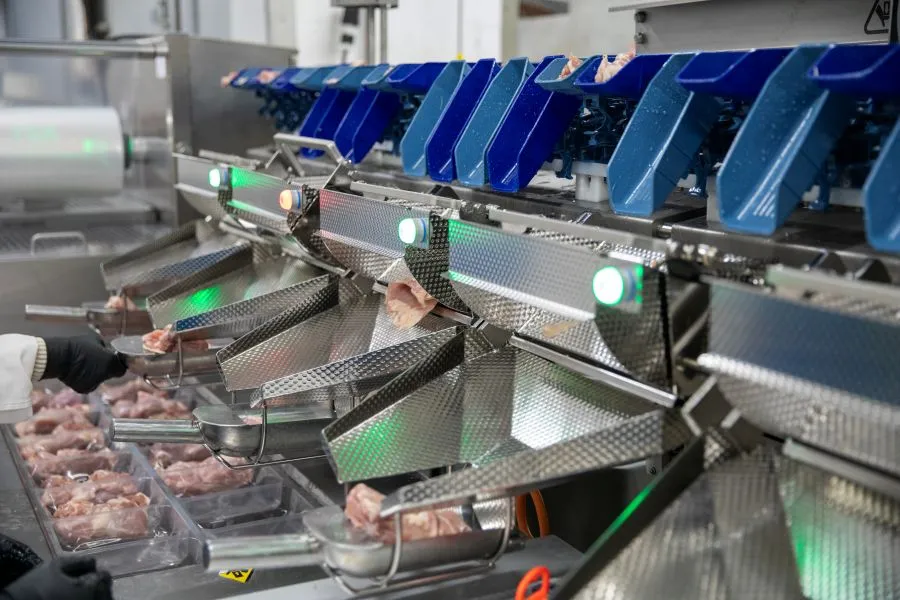 Industrial poultry processing machine weighing and sorting pieces of chicken meat into trays.