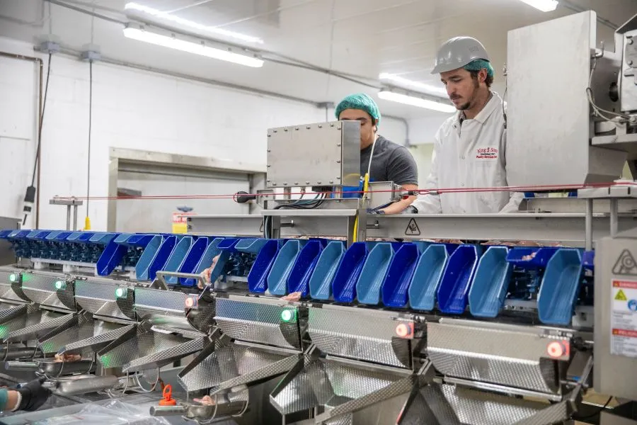 Two workers in protective clothing operating a poultry weighing and sorting machine in a processing facility.