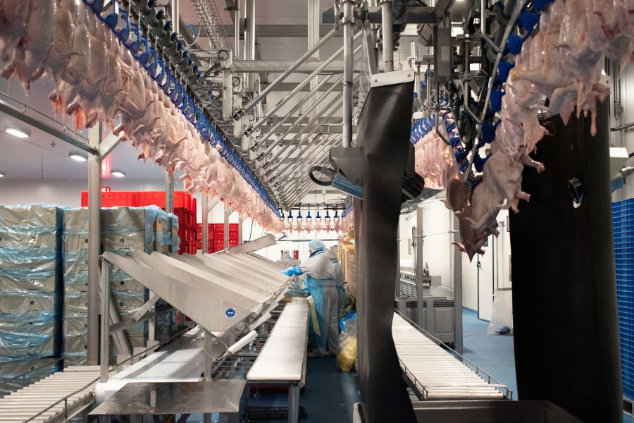 Worker in protective clothing processing hanging chicken carcasses on a conveyor line in a poultry processing plant.