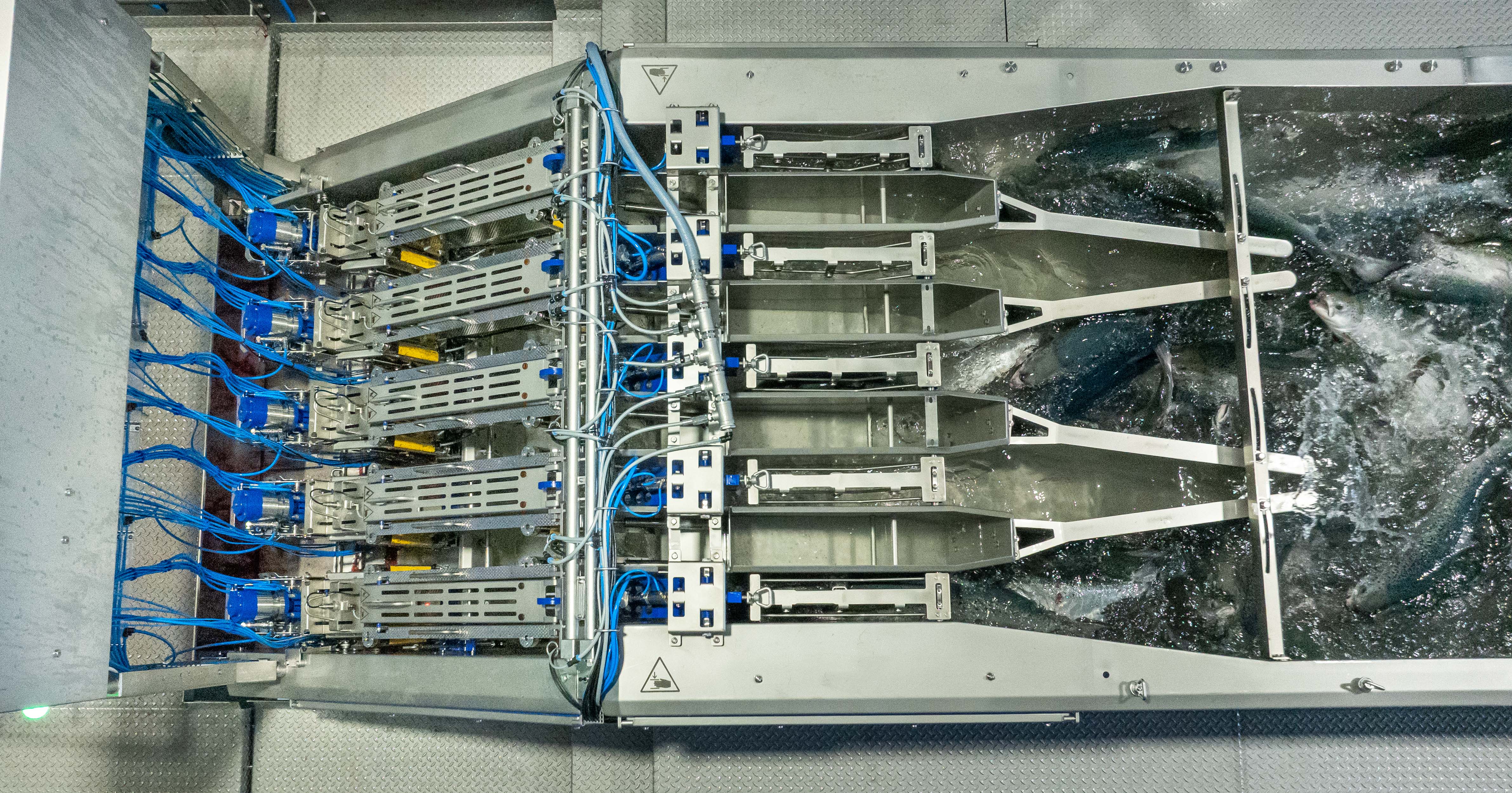Industrial fish sorting machine with several fish swimming in water on the right side and mechanical sorting arms on the left.